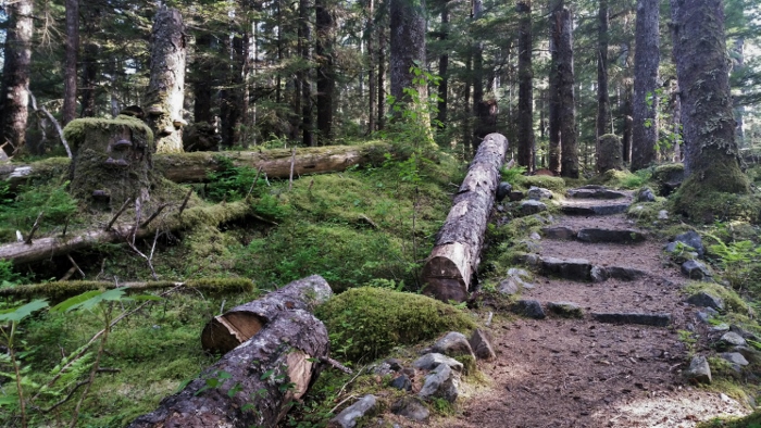 forest trail 